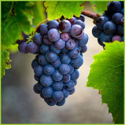 Gamay